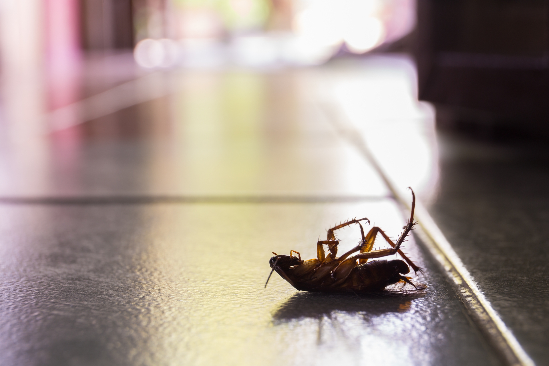 Cockroach Control, Pest Control in Swiss Cottage, NW3. Call Now 020 8166 9746