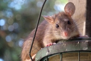 Rat extermination, Pest Control in Swiss Cottage, NW3. Call Now 020 8166 9746