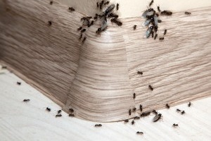Ant Control, Pest Control in Swiss Cottage, NW3. Call Now 020 8166 9746
