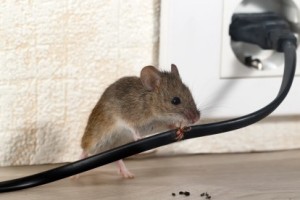 Mice Control, Pest Control in Swiss Cottage, NW3. Call Now 020 8166 9746