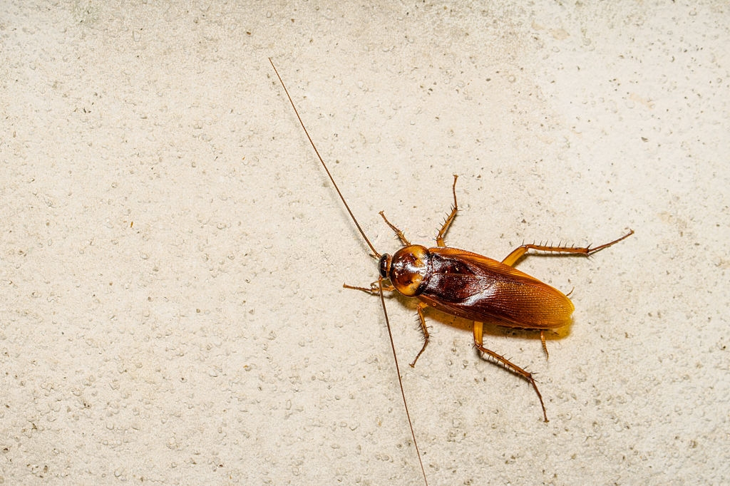 Cockroach Control, Pest Control in Swiss Cottage, NW3. Call Now 020 8166 9746