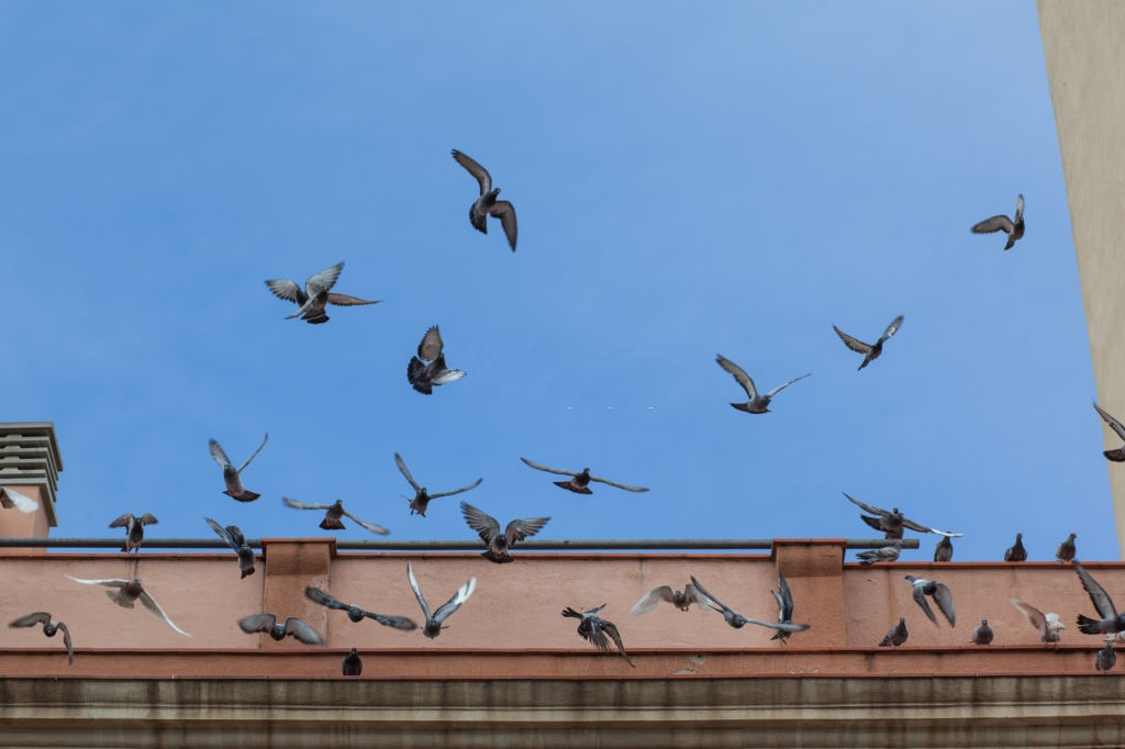 Pigeon Control, Pest Control in Swiss Cottage, NW3. Call Now 020 8166 9746