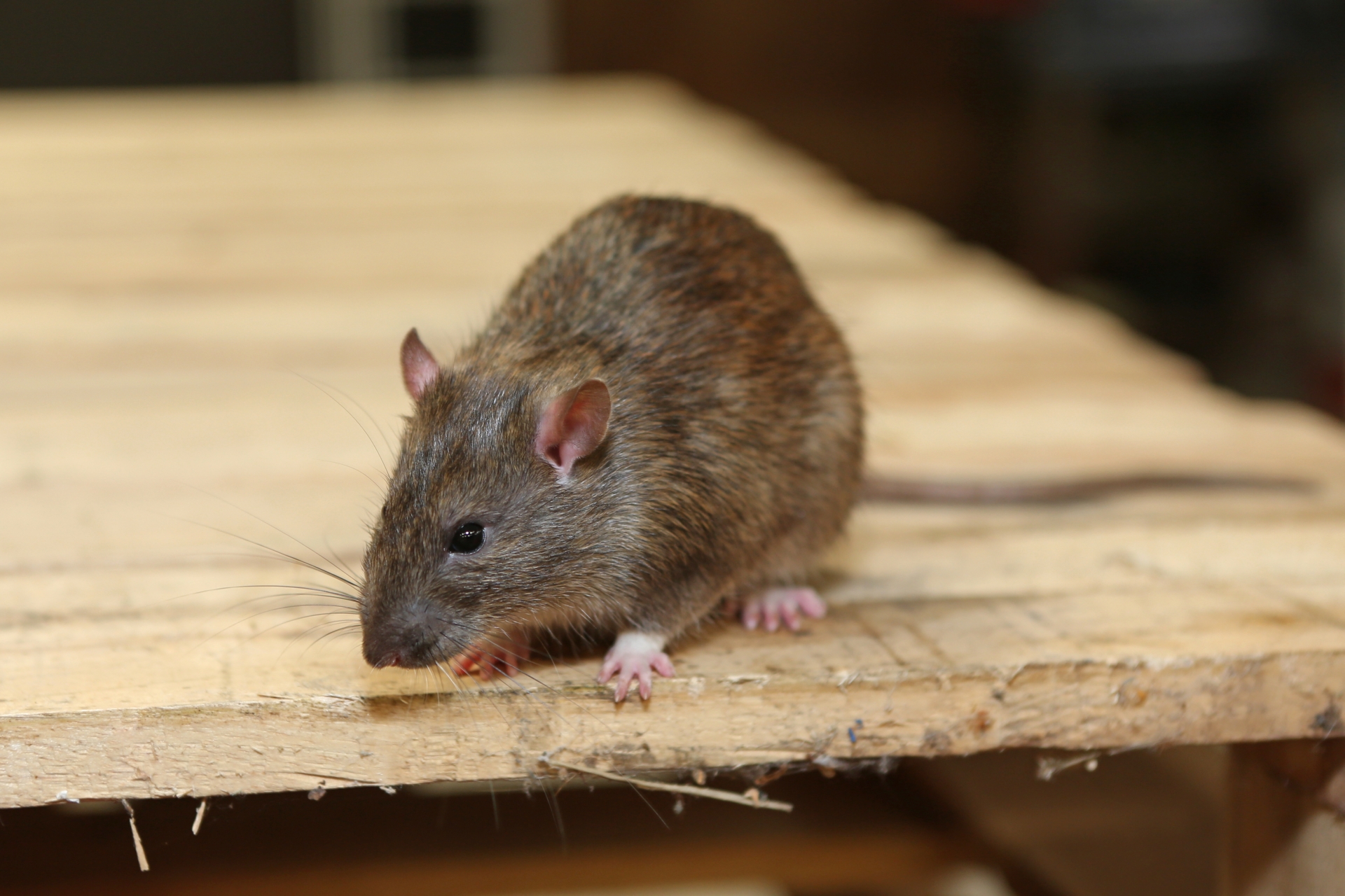 Rat Infestation, Pest Control in Swiss Cottage, NW3. Call Now 020 8166 9746