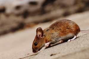 Mouse extermination, Pest Control in Swiss Cottage, NW3. Call Now 020 8166 9746