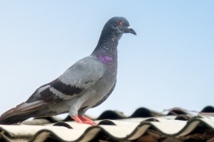 Pigeon Pest, Pest Control in Swiss Cottage, NW3. Call Now 020 8166 9746